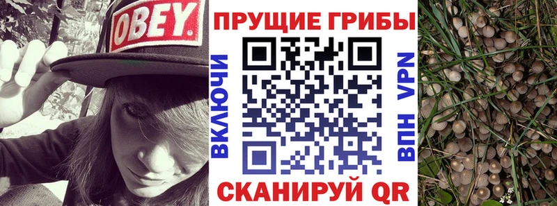 мега зеркало  Апрелевка  Псилоцибиновые грибы Magic Shrooms  продажа наркотиков 